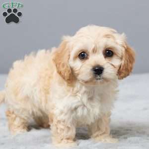 Hope, Cavachon Puppy